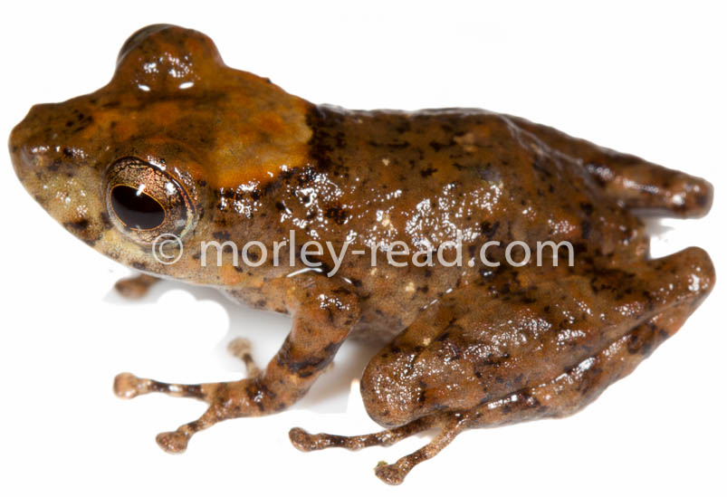 Pristimantis croceoinguinis