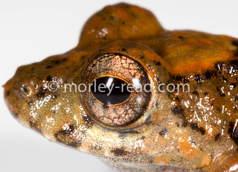 Pristimantis croceoinguinis