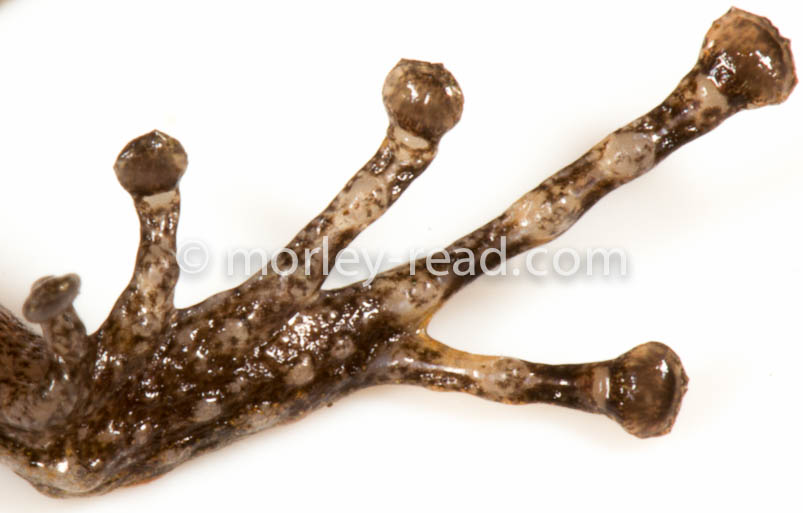 Pristimantis croceoinguinis