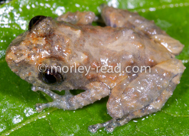 Pristimantis croceoinguinis