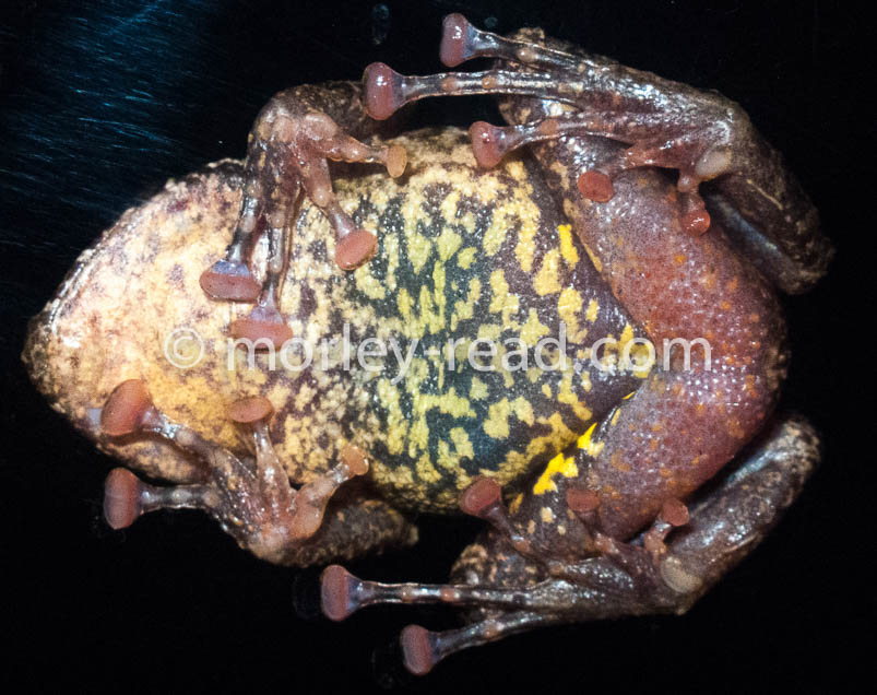 Pristimantis diadematus