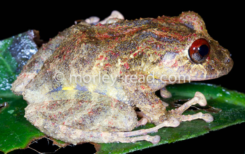 Pristimantis diadematus