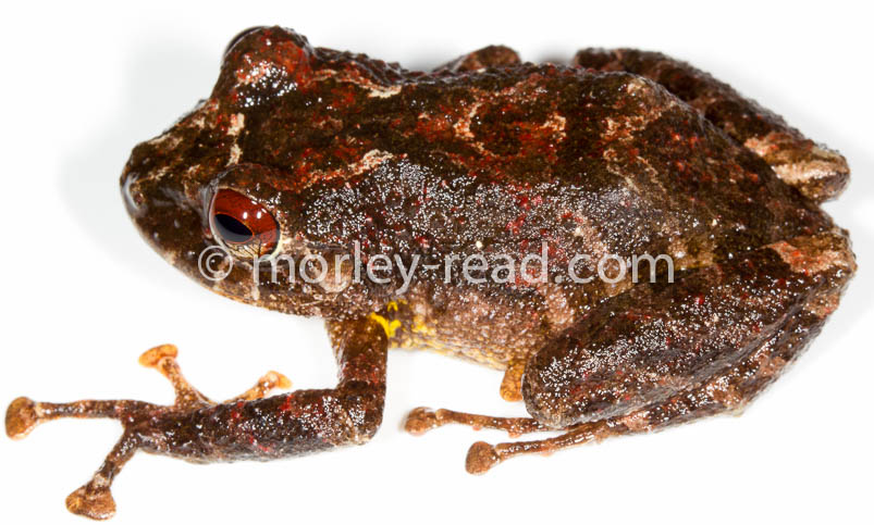 Pristimantis diadematus