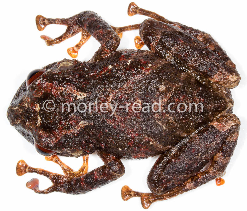 Pristimantis diadematus