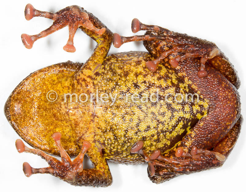 Pristimantis diadematus