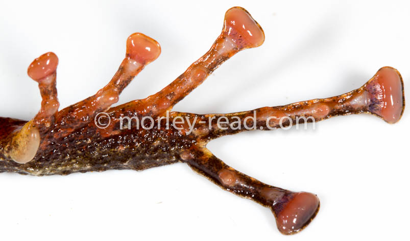 Pristimantis diadematus