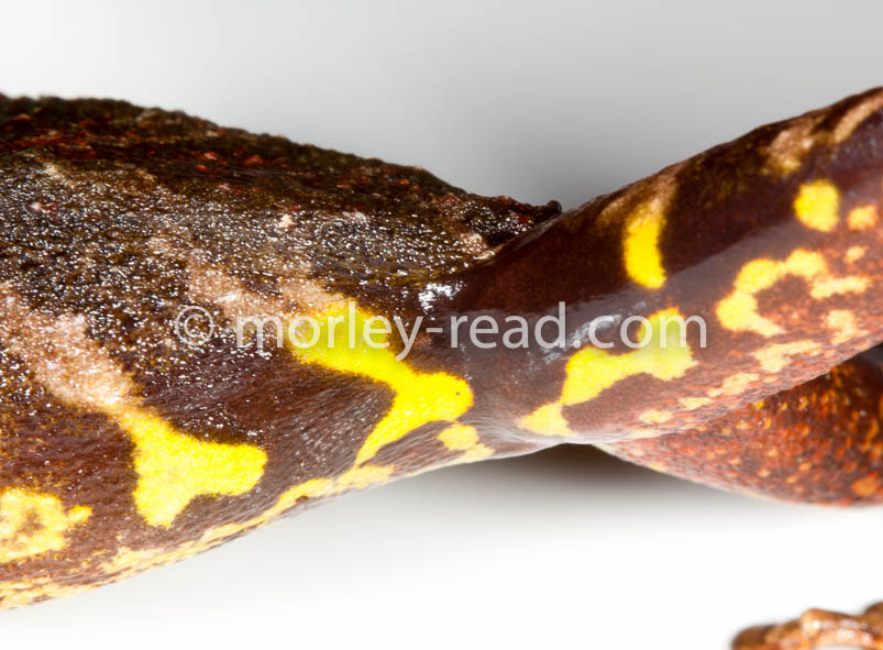Pristimantis diadematus
