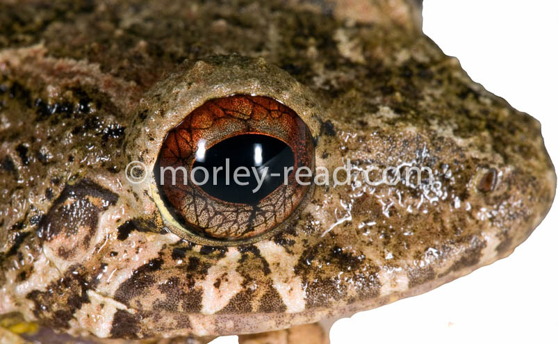 Pristimantis diadematus