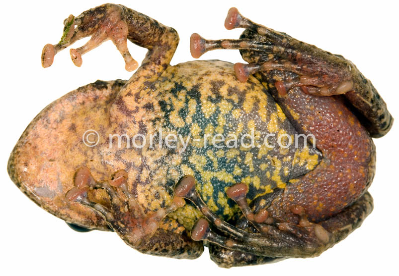 Pristimantis diadematus