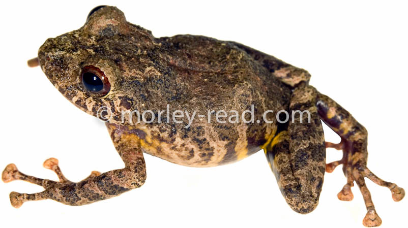 Pristimantis diadematus