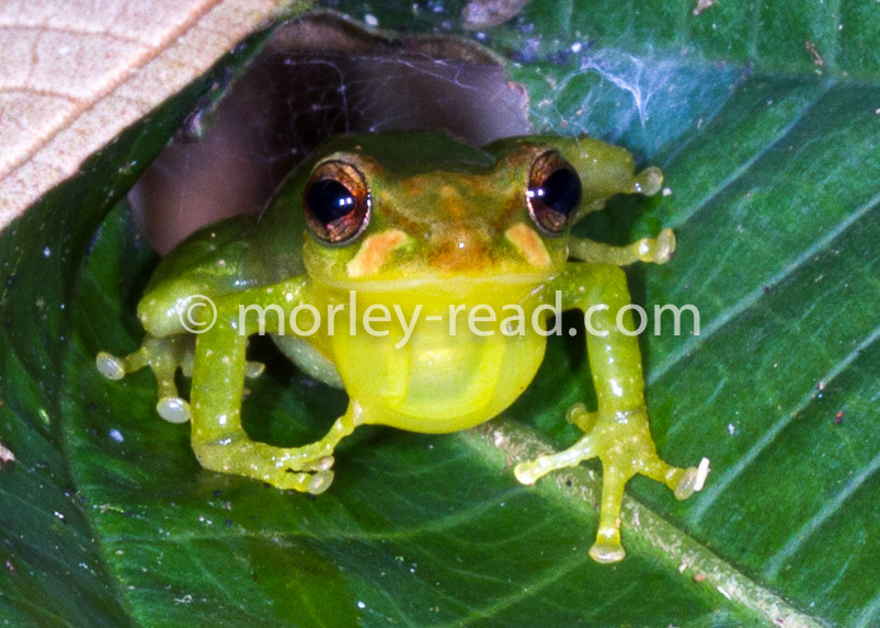 Pristimantis sp.