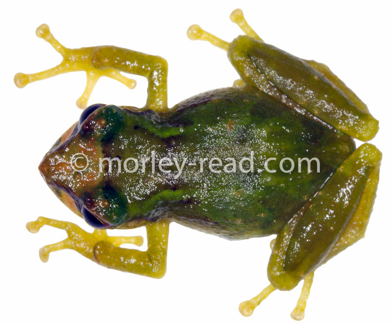 Pristimantis sp.