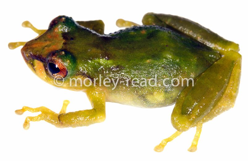 Pristimantis sp.