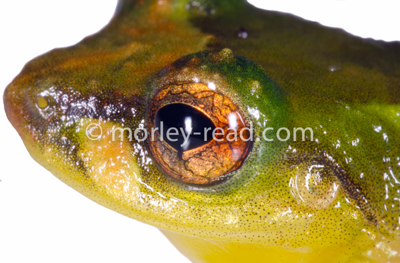 Pristimantis sp.
