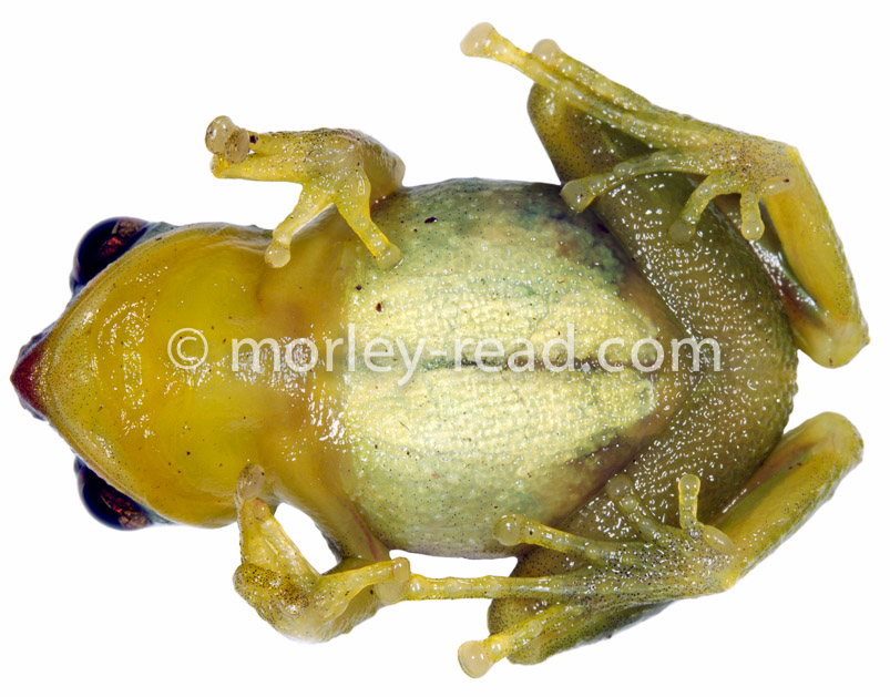 Pristimantis sp.