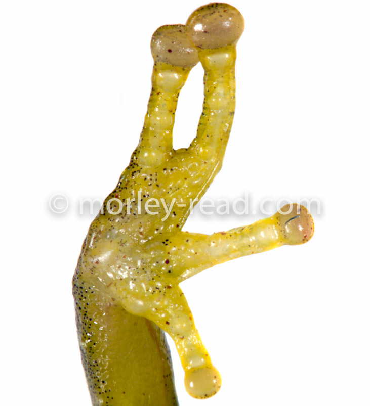 Pristimantis sp.