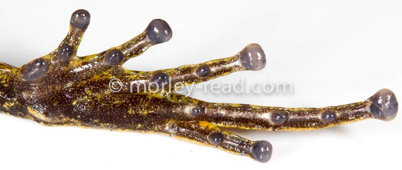 Pristimantis malkini
