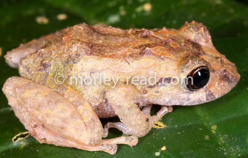 Pristimantis martiae