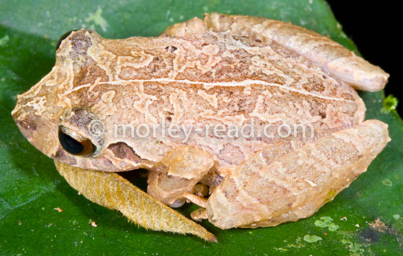 Pristimantis martiae