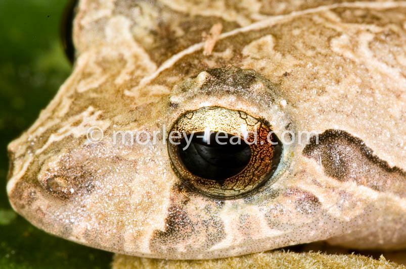 Pristimantis martiae