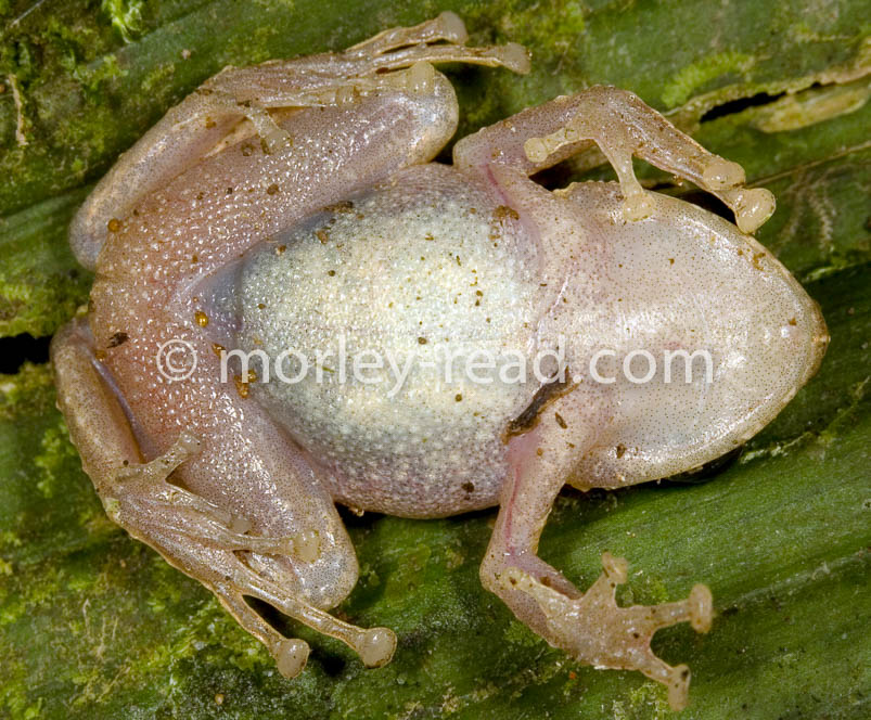Pristimantis martiae