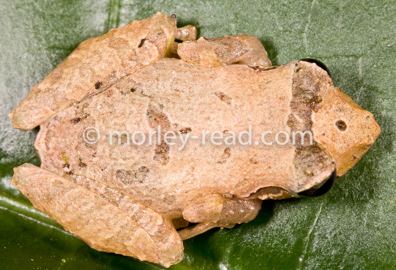 Pristimantis martiae