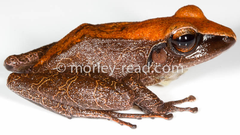 Pristimantis peruvianus