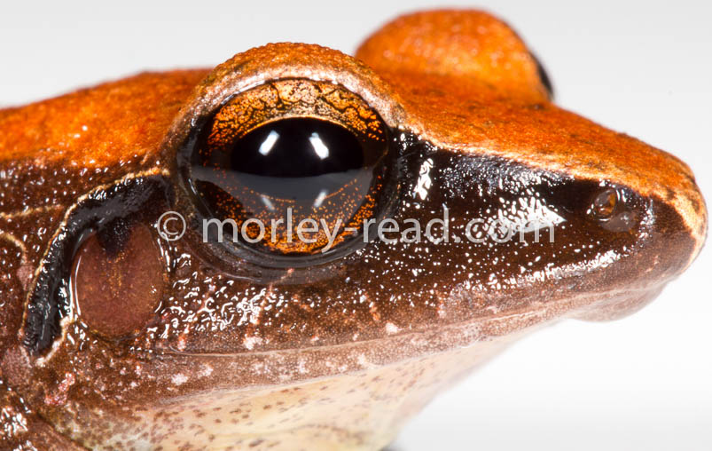 Pristimantis peruvianus
