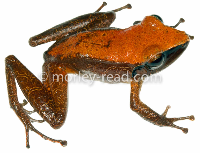 Pristimantis peruvianus