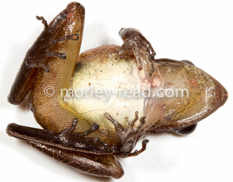 Pristimantis peruvianus