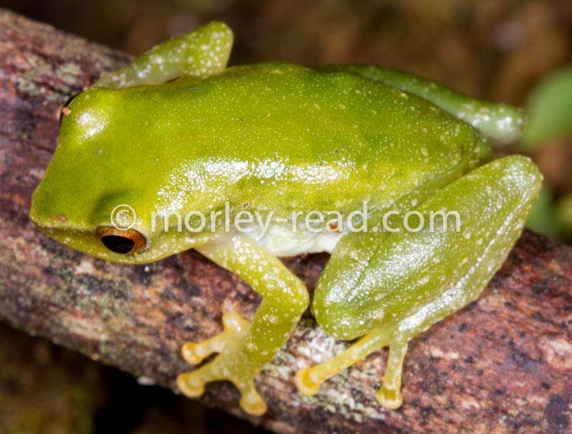 Pristimantis pseudoacuminatus