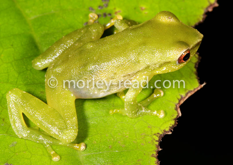 Pristimantis pseudoacuminatus