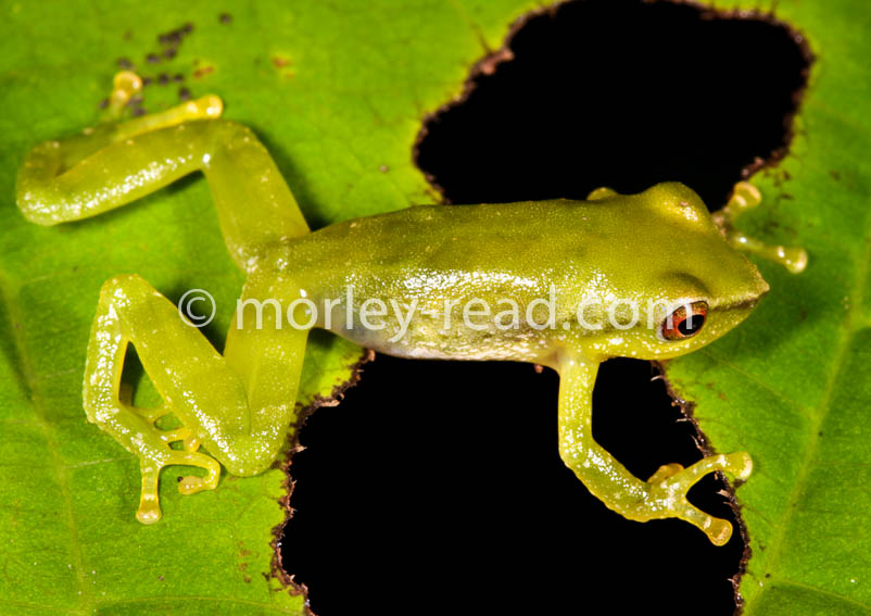 Pristimantis pseudoacuminatus