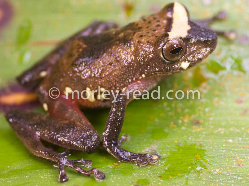 Pristimantis quaquaversus