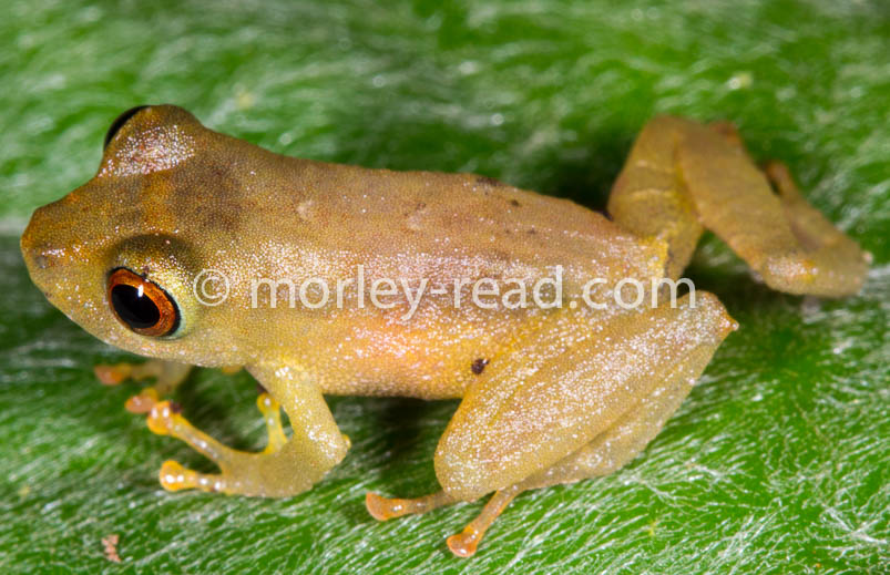Pristimantis quaquaversus