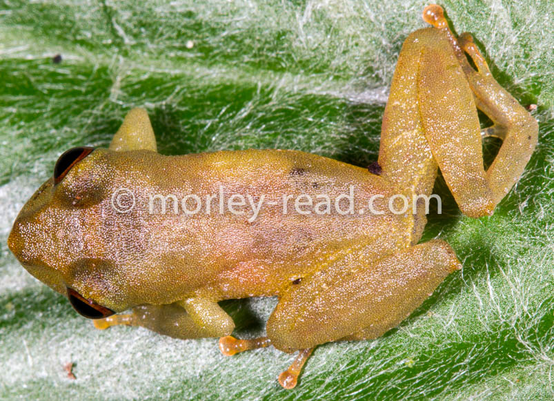 Pristimantis quaquaversus