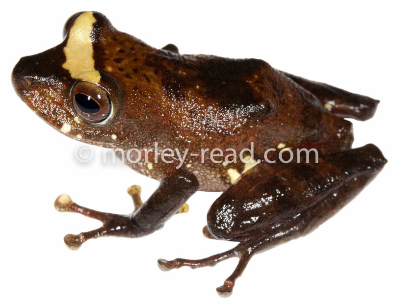 Pristimantis quaquaversus
