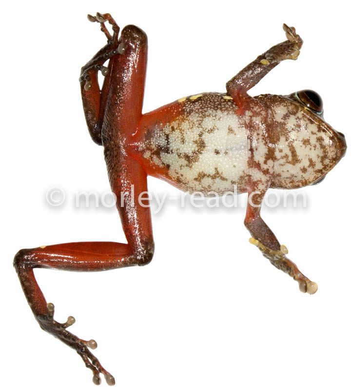 Pristimantis quaquaversus