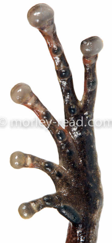 Pristimantis quaquaversus