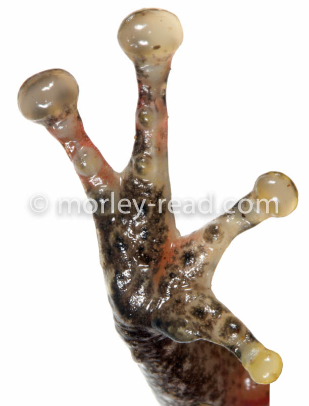 Pristimantis quaquaversus