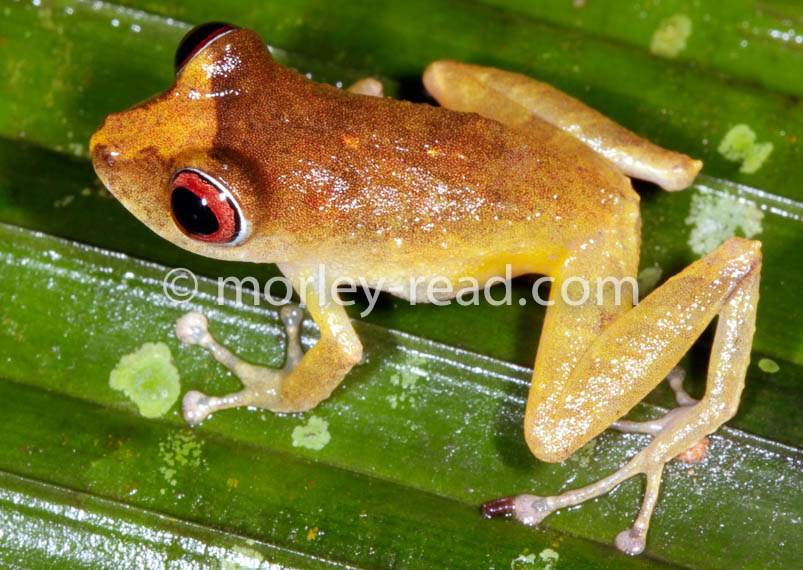 Pristimantis quaquaversus