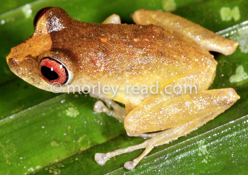 Pristimantis quaquaversus