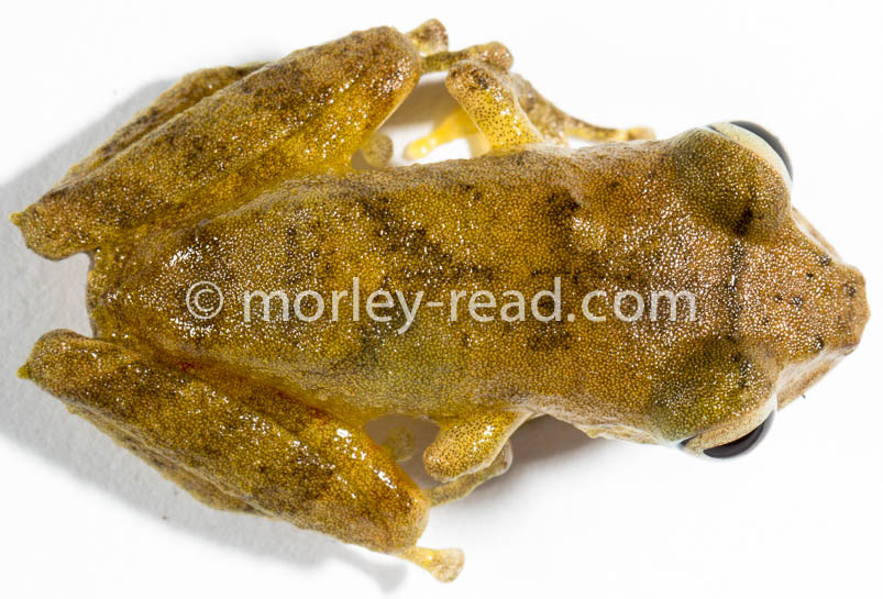 Pristimantis quaquaversus