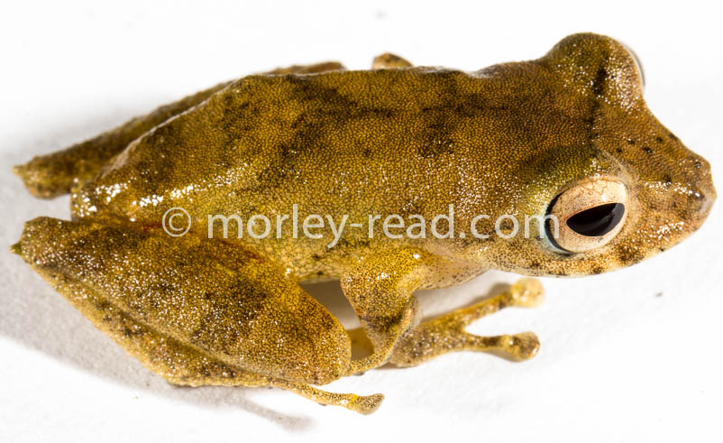 Pristimantis quaquaversus