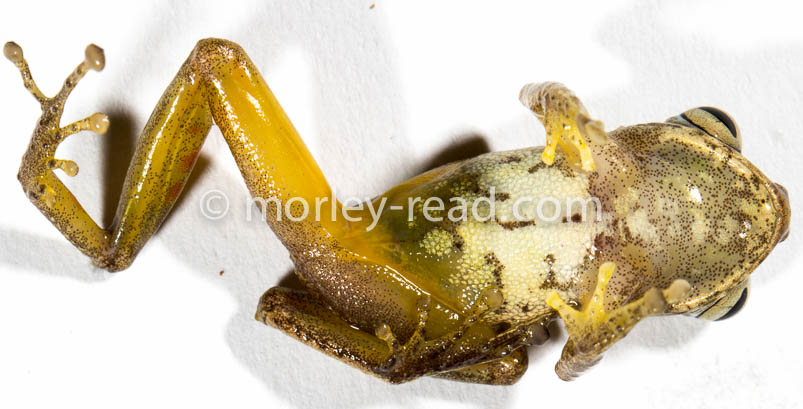Pristimantis quaquaversus