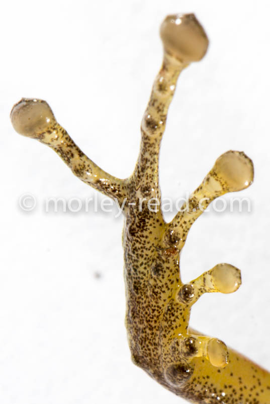 Pristimantis quaquaversus