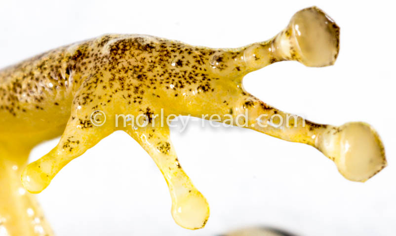 Pristimantis quaquaversus