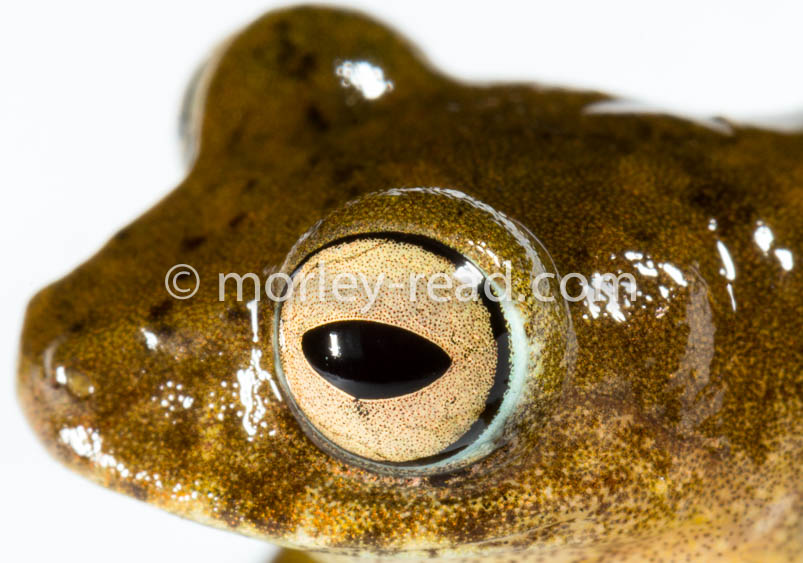 Pristimantis quaquaversus