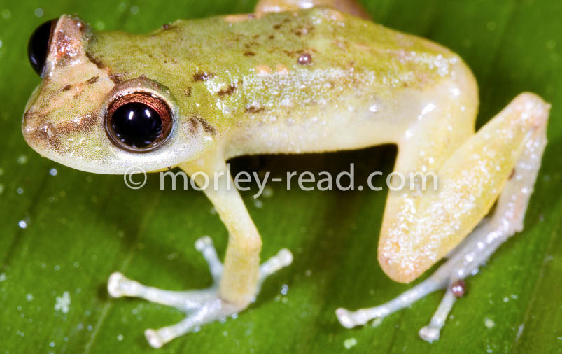 Pristimantis quaquaversus