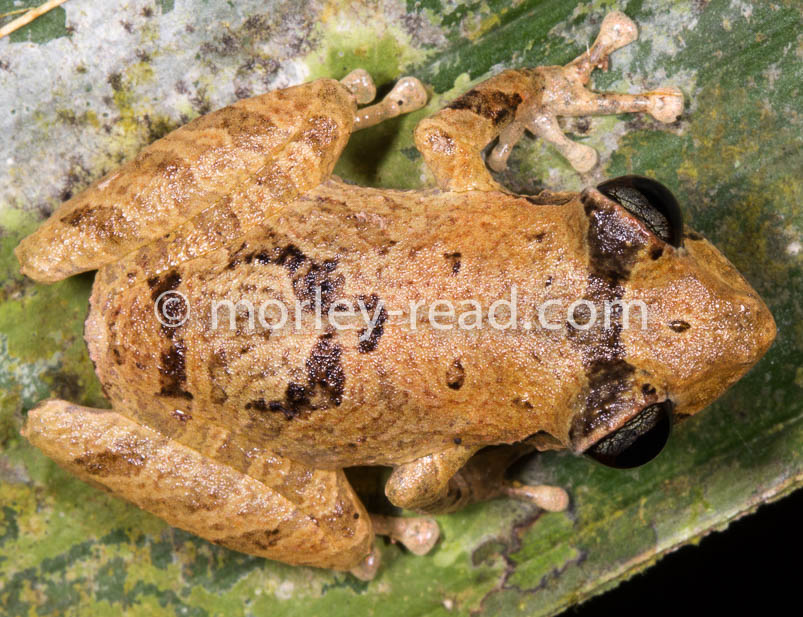Pristimantis sp. 2